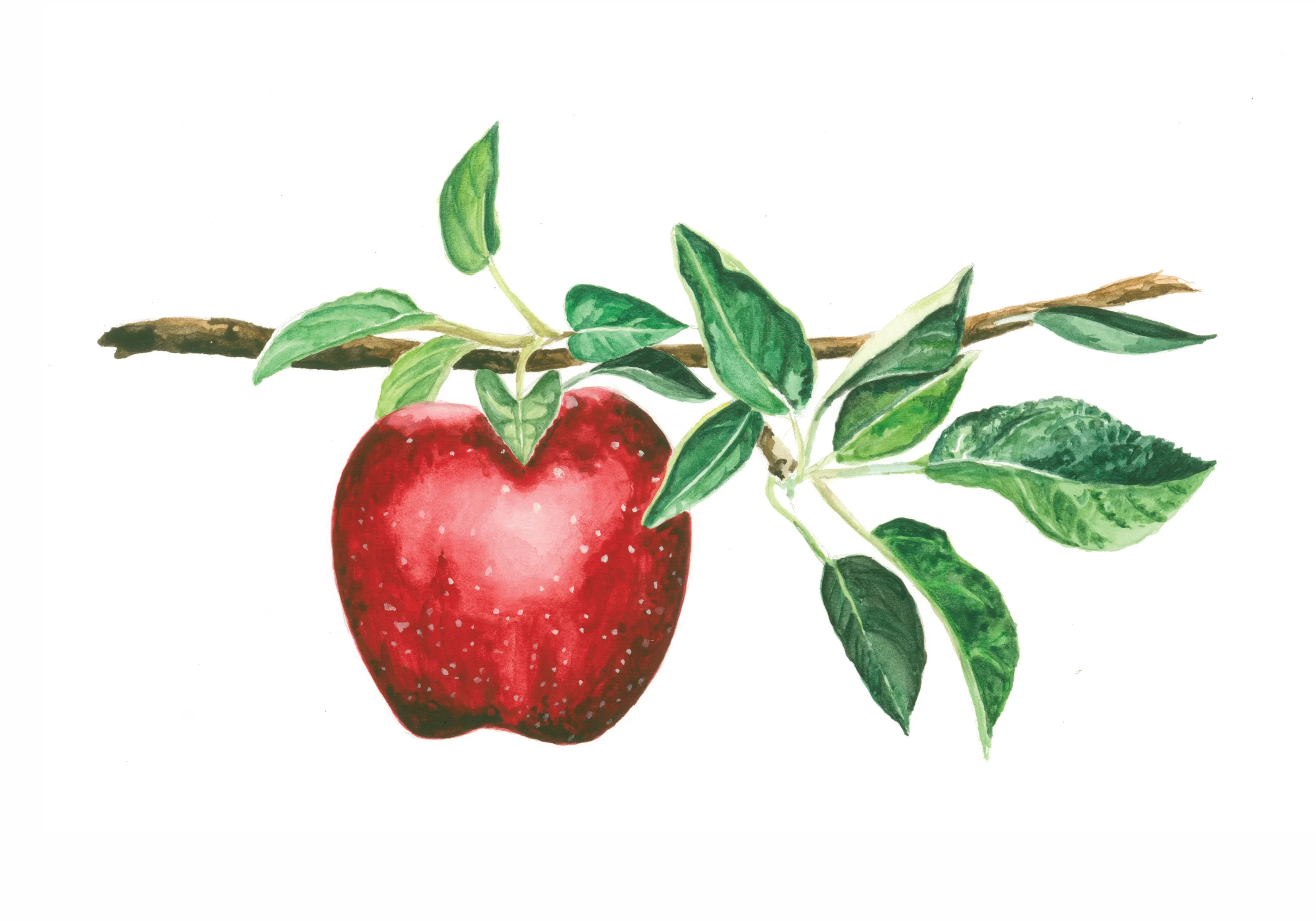 Ripe