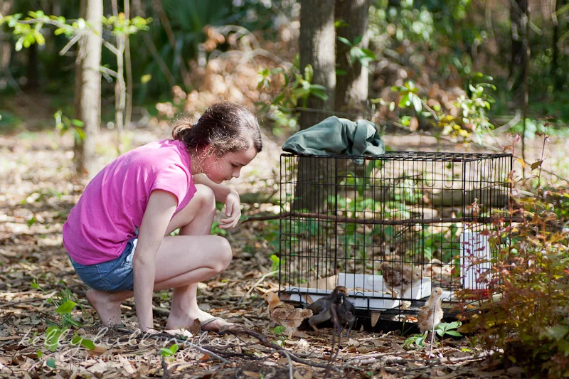 Chickens-5223