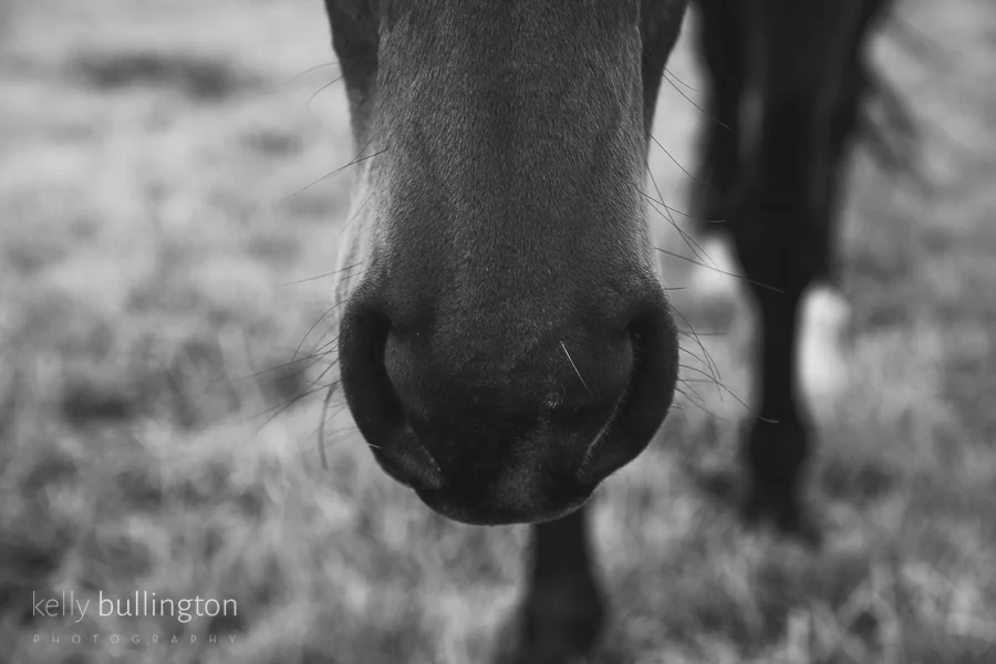 Kelly Bullington Photography-2056
