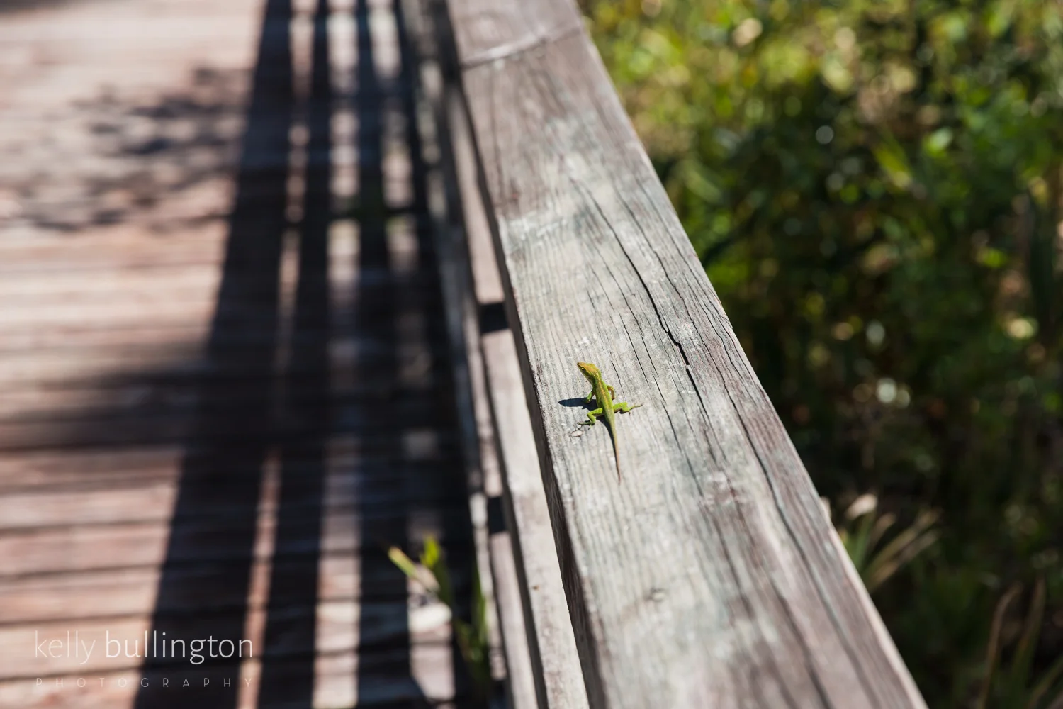 Kelly Bullington Photography -7884.jpg