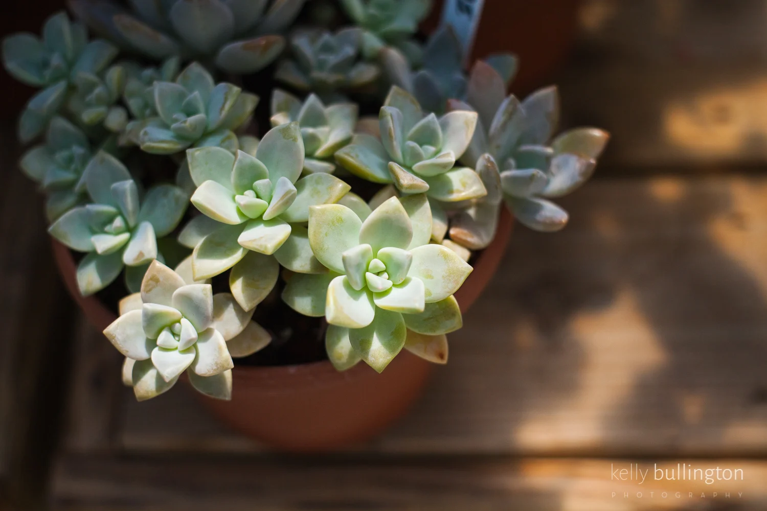 Kelly Bullington Photography -0238.jpg