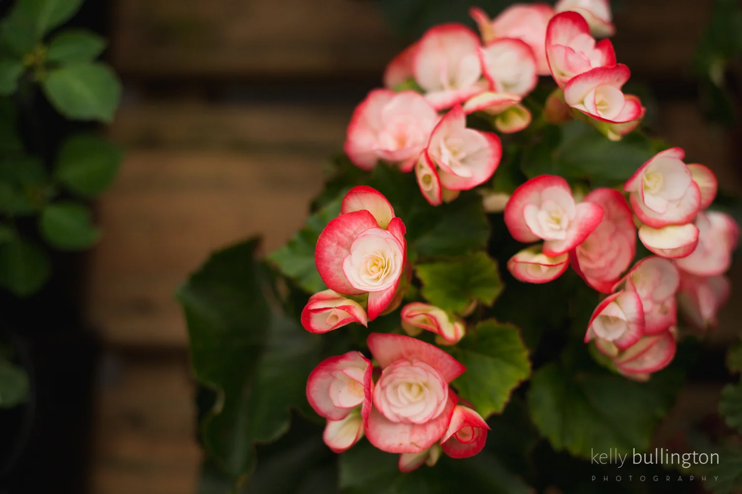 Kelly Bullington Photography -0241.jpg