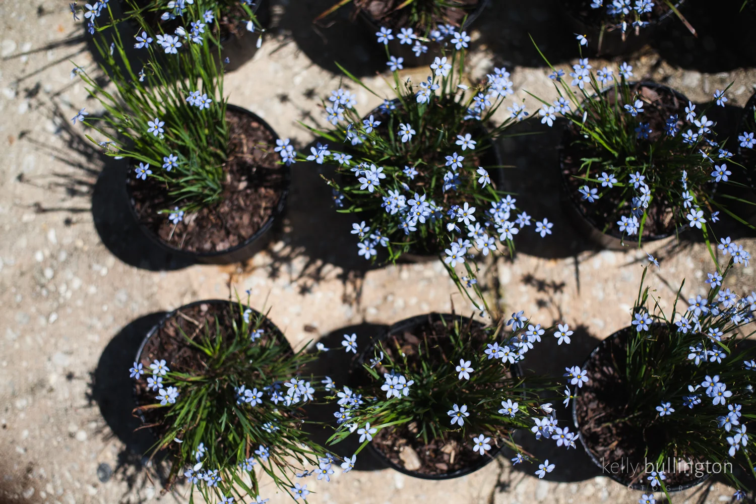 Kelly Bullington Photography -0247.jpg