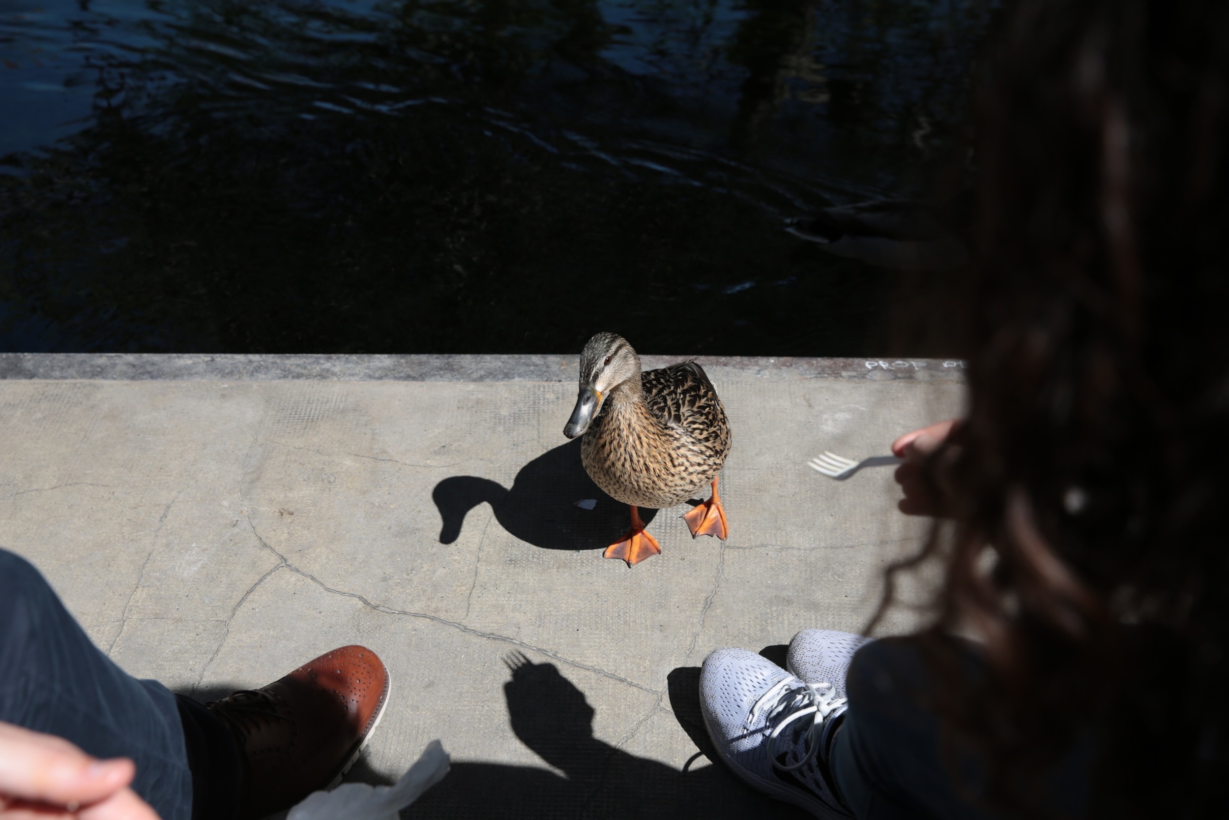 lunch-duck-fairhope-family-photography