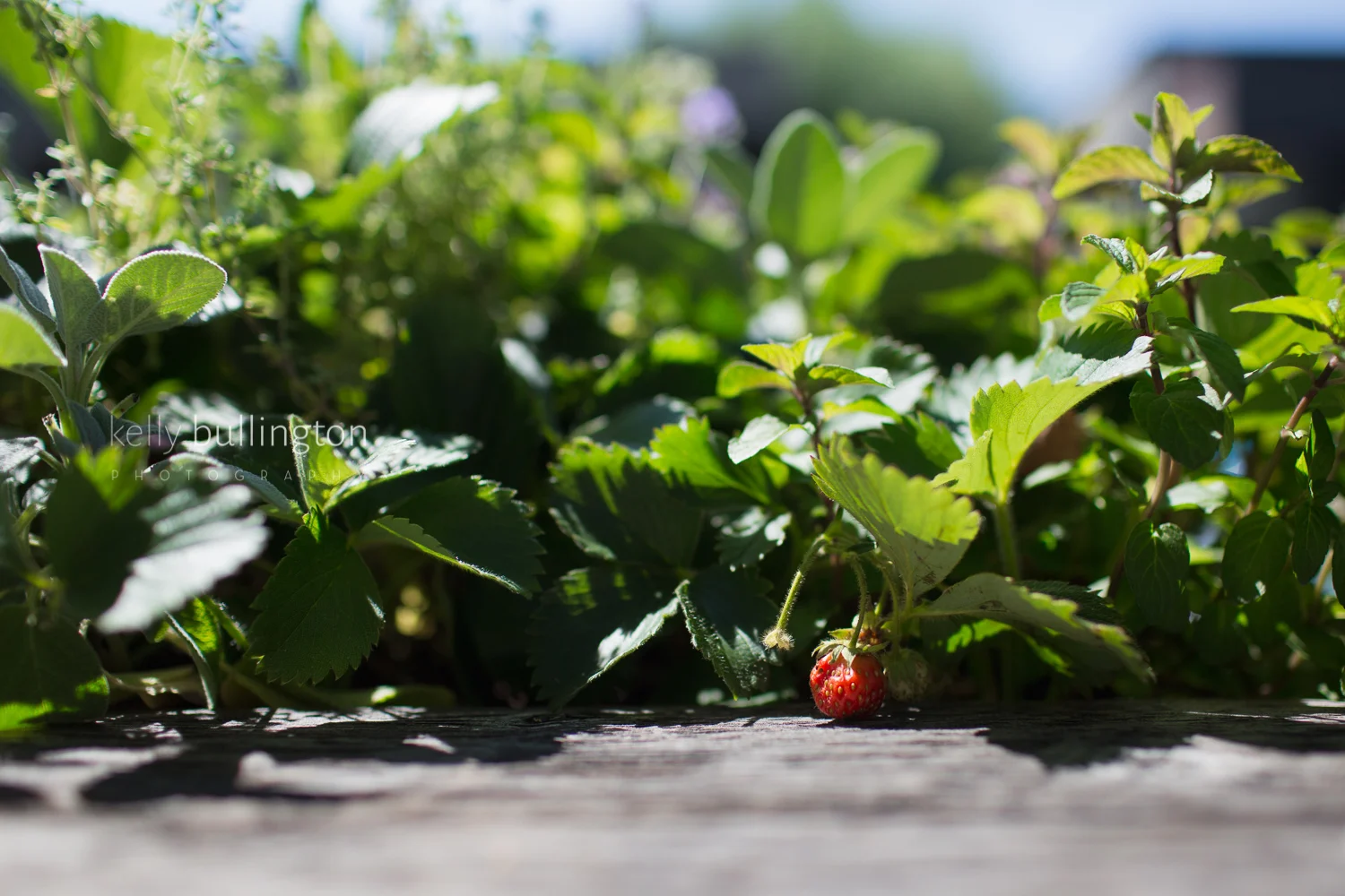 strawberry