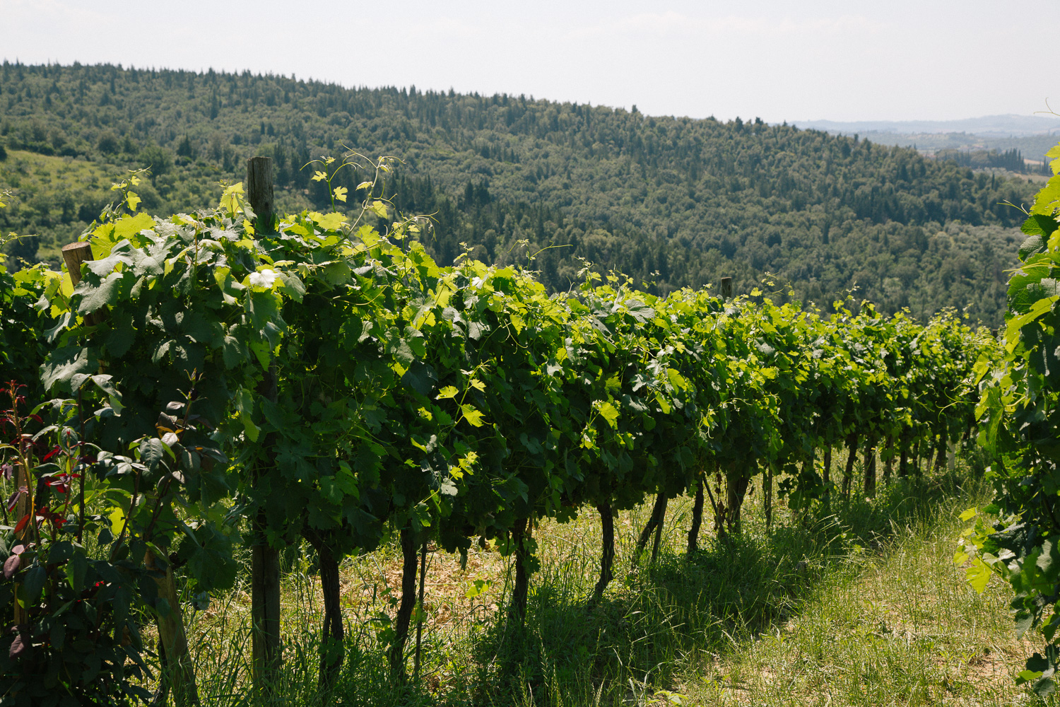 tuscany vineyard