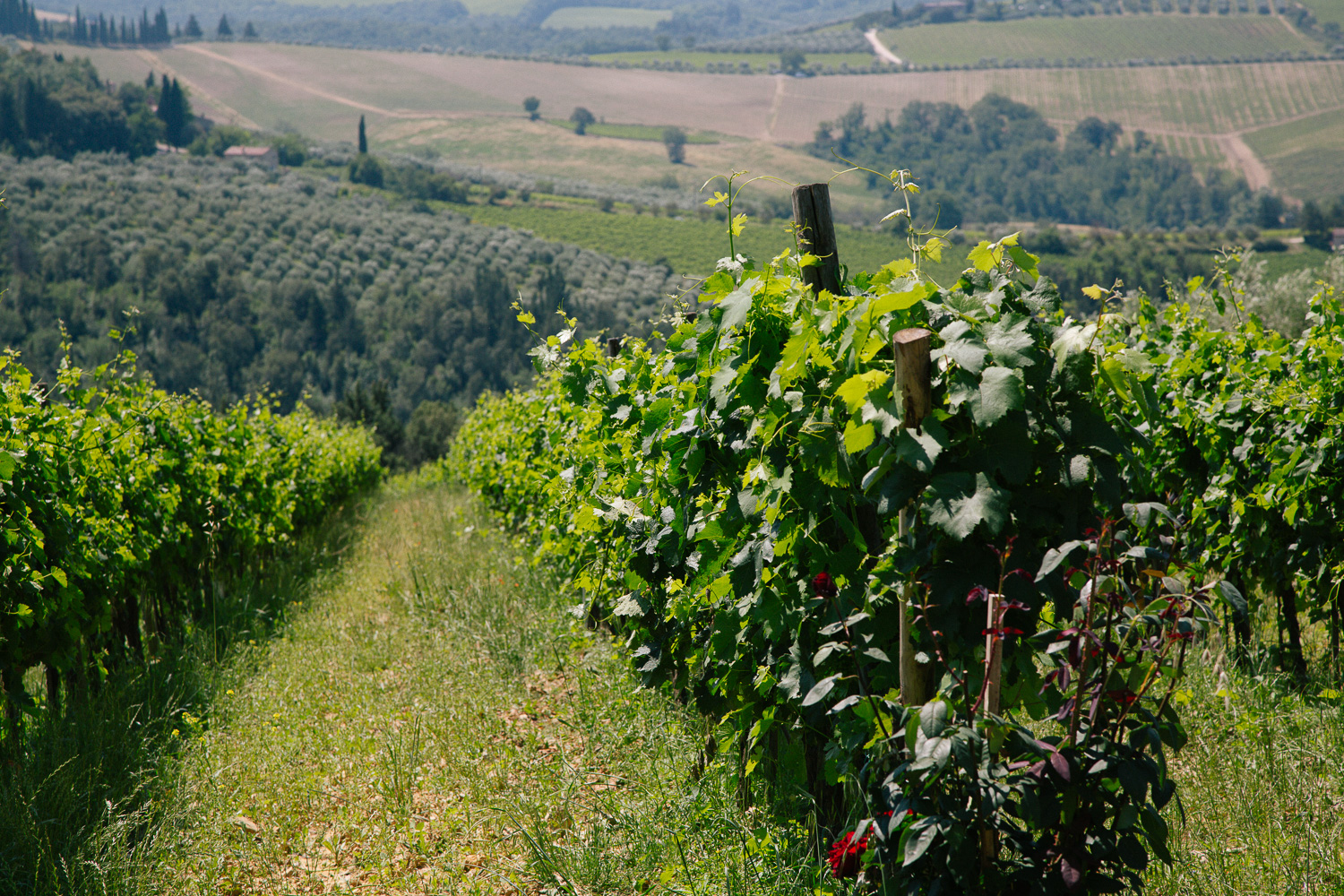 tuscan vineyard