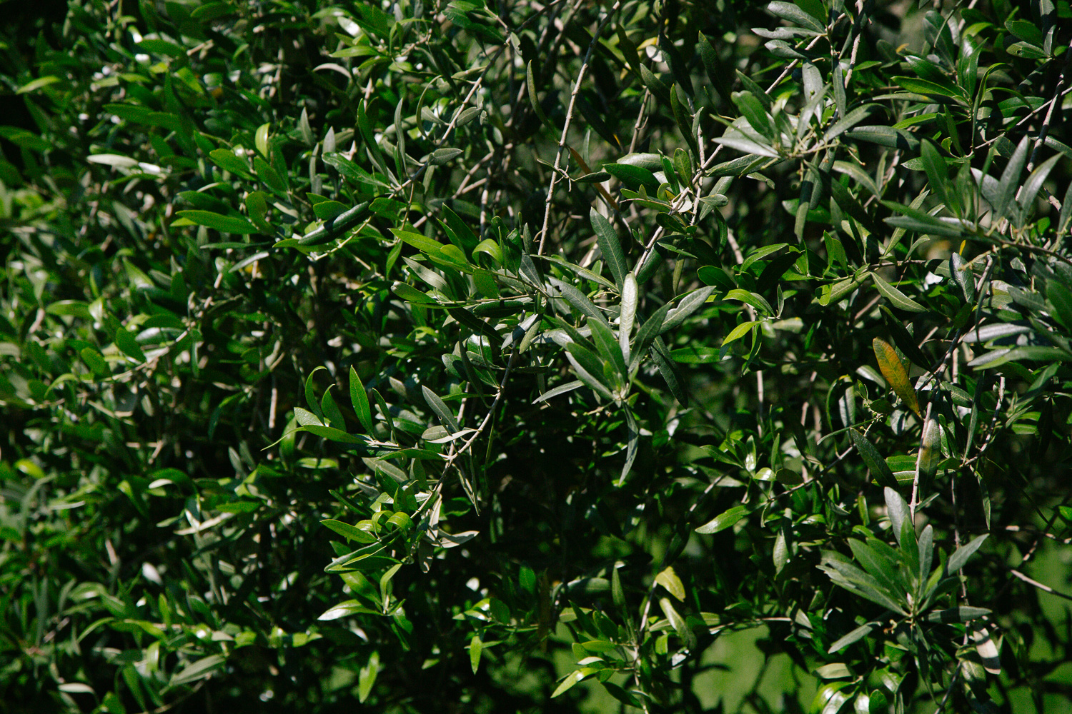 olive tree leaves tusacny