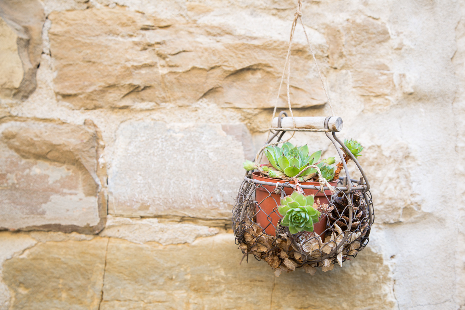 succulents in hanging basket