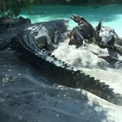 Crocodylus porosus - Errol