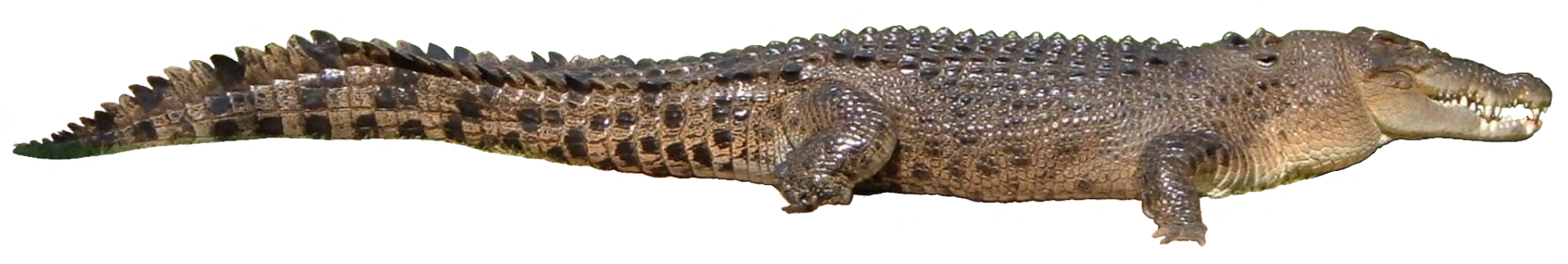 porosus2.png