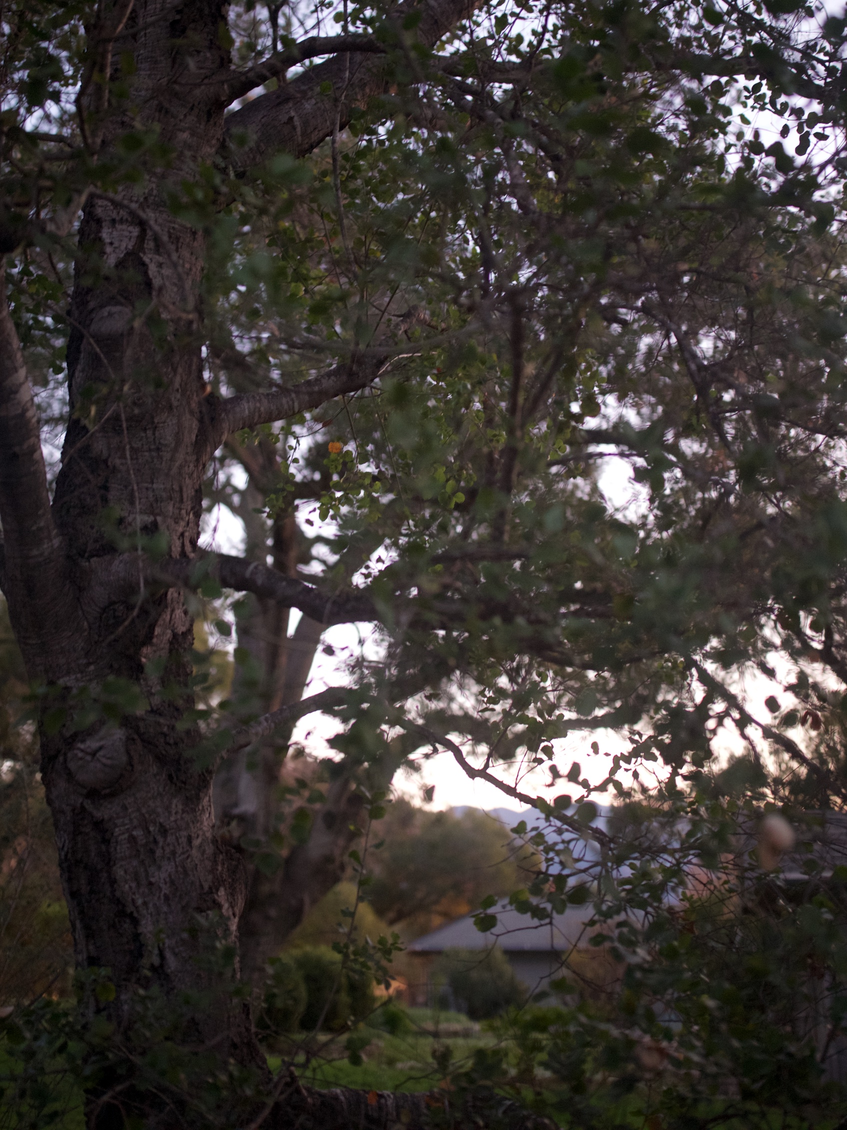 OjAI 1.jpg