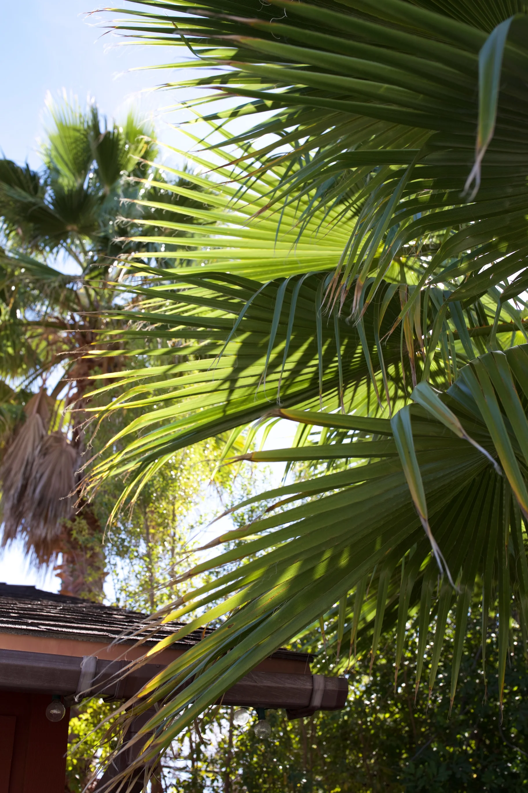 OjAI 3.jpg