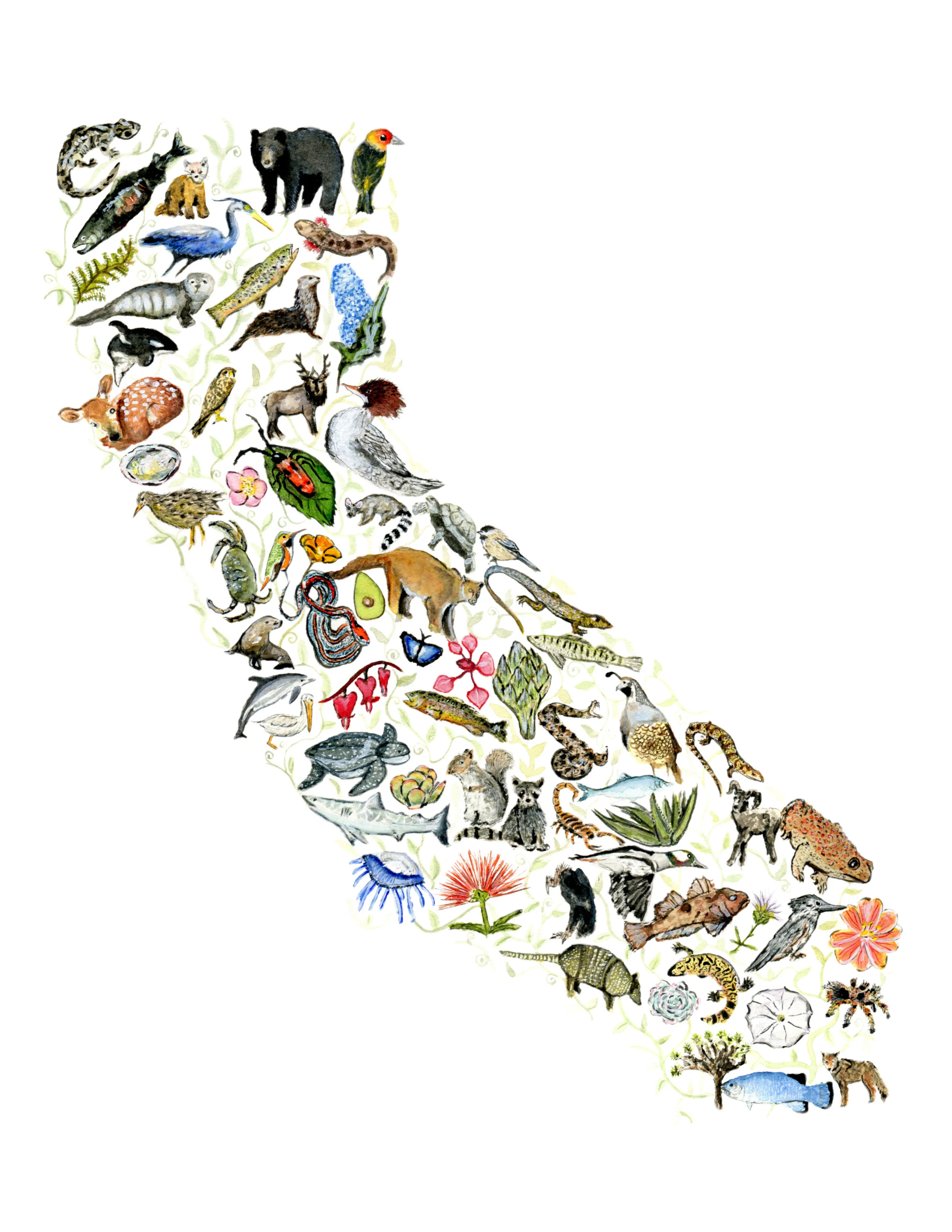 Native California