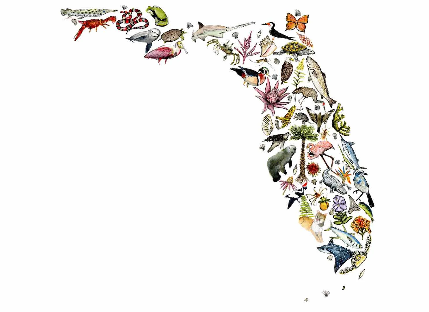 Native Florida