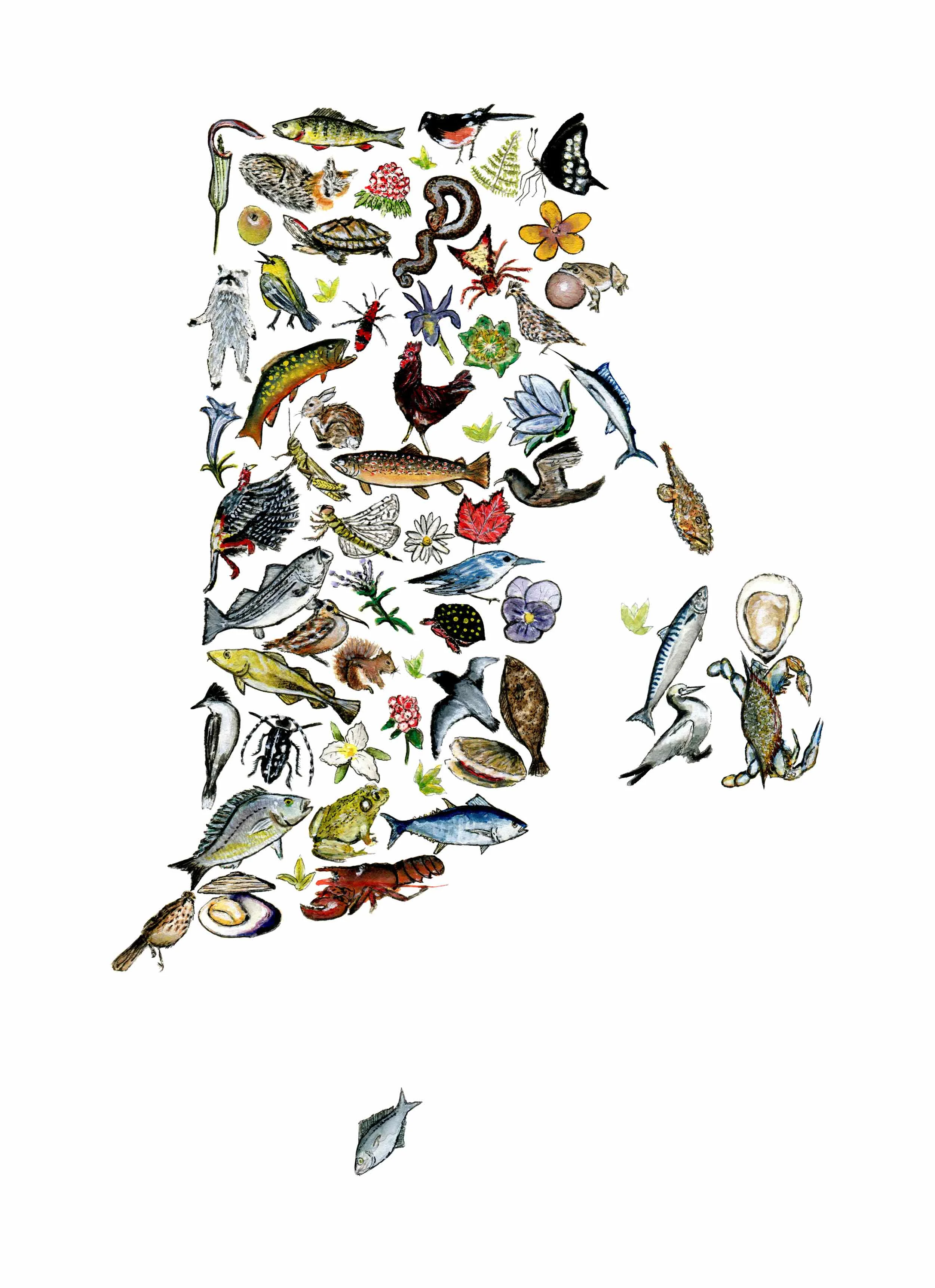 Native-Rhode-Island_web.jpg