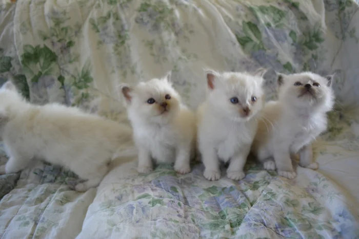 Bellis, Bloom, Braveheart & Bluebell 5 uger gamle