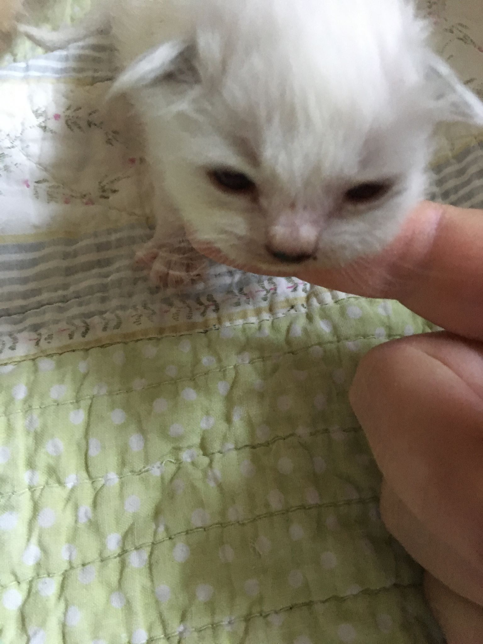 Figaro 1 uge og 2 dage gammel