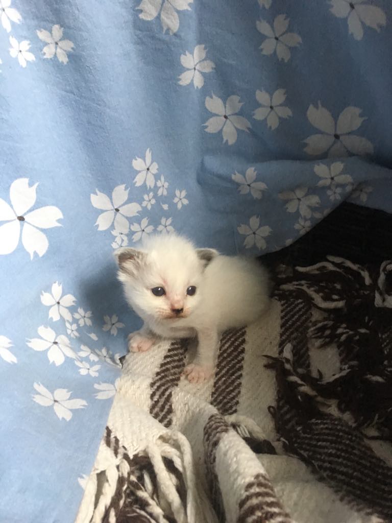 Figaro, 2 uger og 2 dage gammel