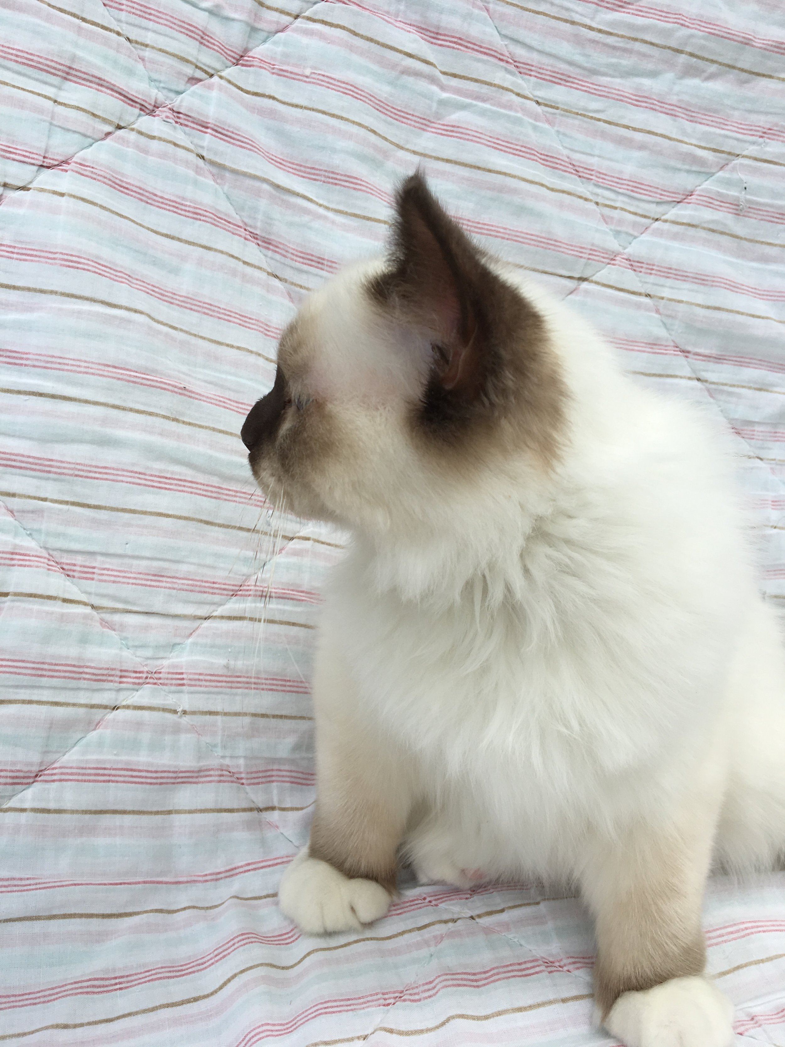 Figaro 21 uger gammel