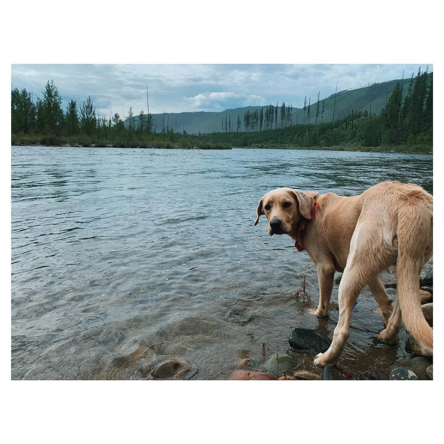 Look back at it @huckleberryadventuredog