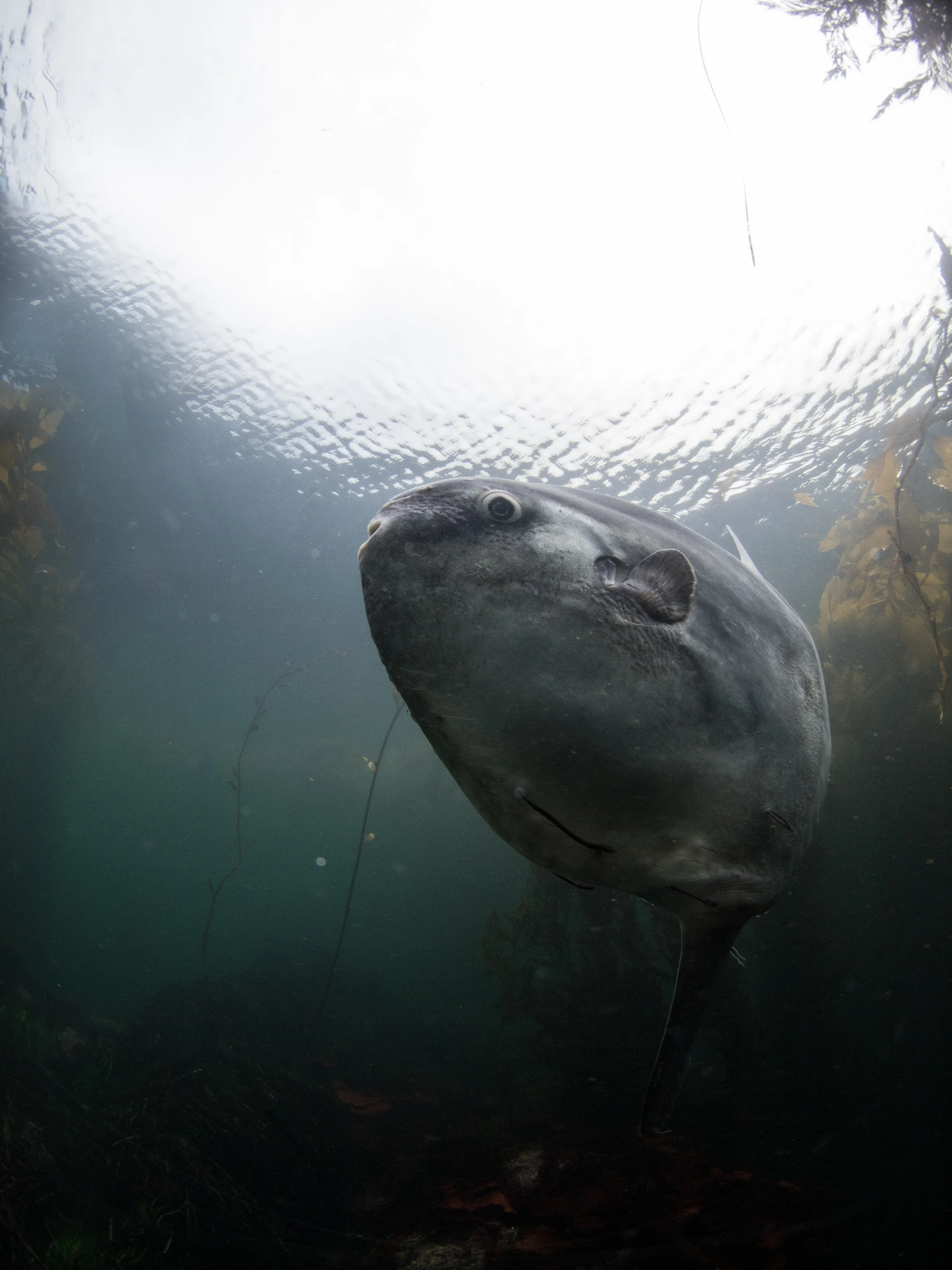 Mola Mola  Carmel, CA