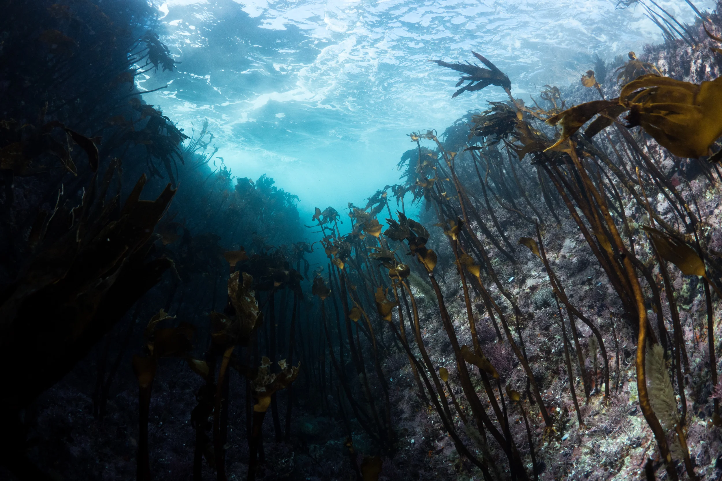 Kelp Forest   Big Sur, CA