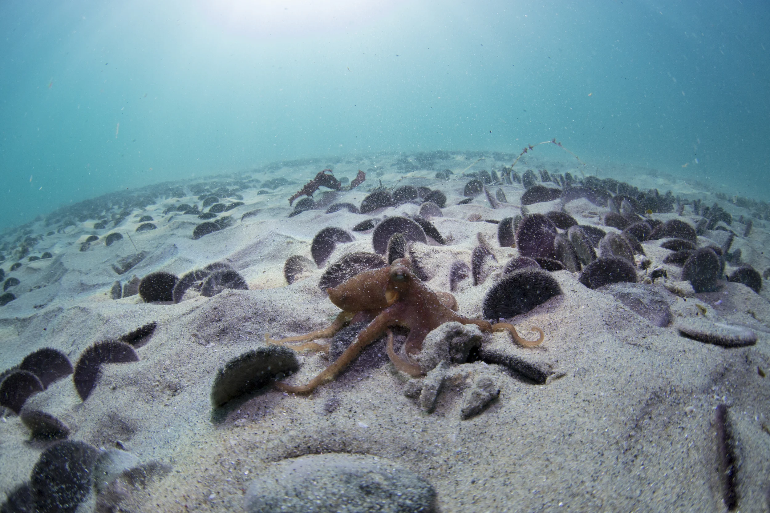 Octopus in Sand Dollar Fields  Monterey, CA