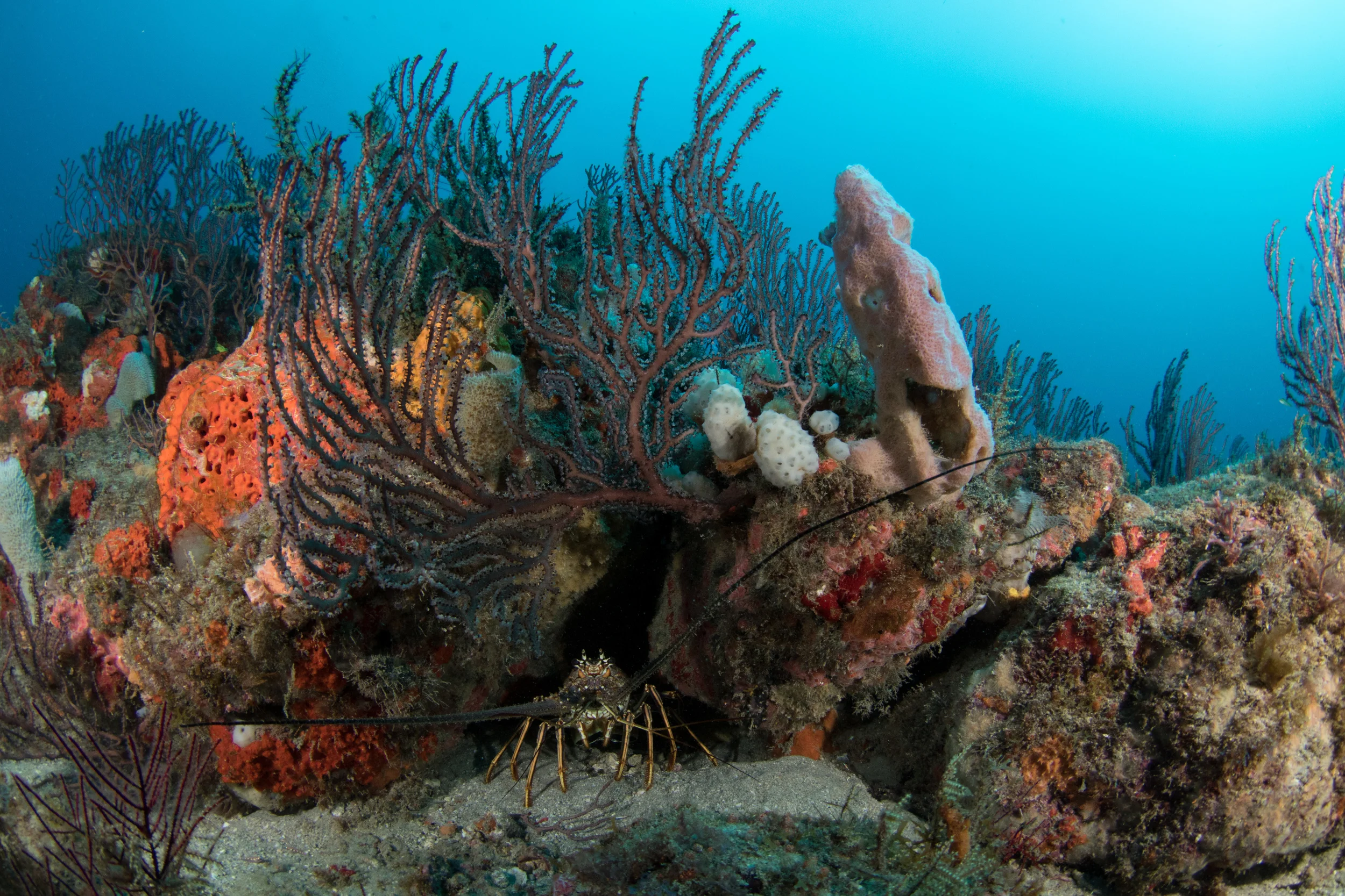 Spiny Lobster   West Palm Beach, FL