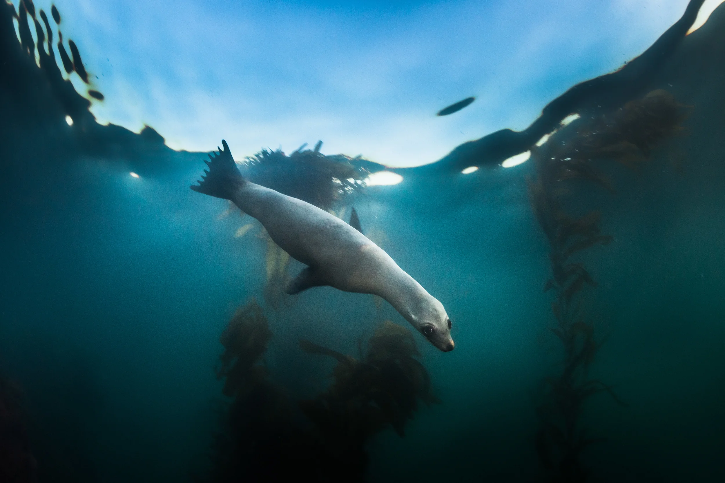 California Sea Lion