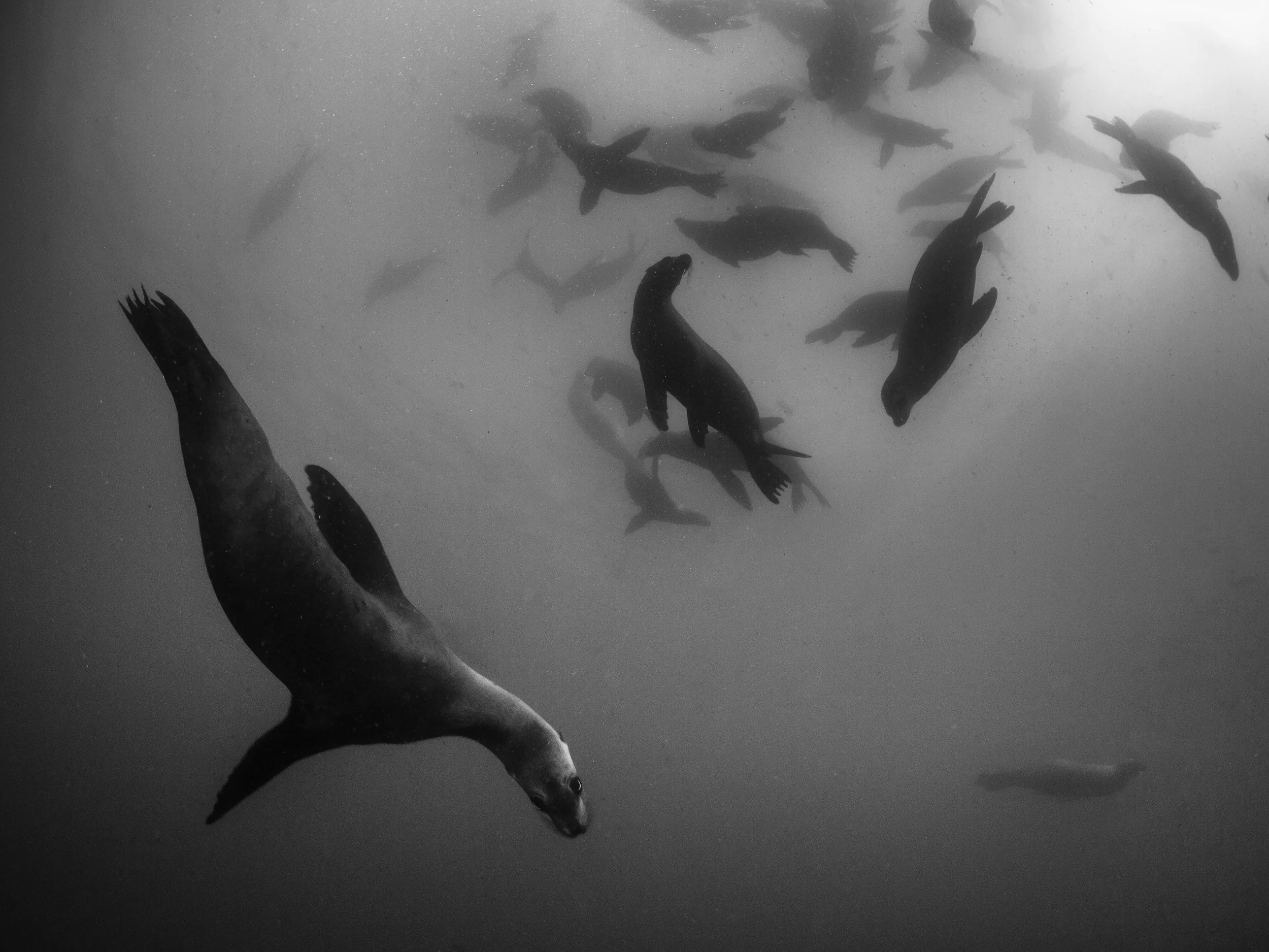California Sea Lions