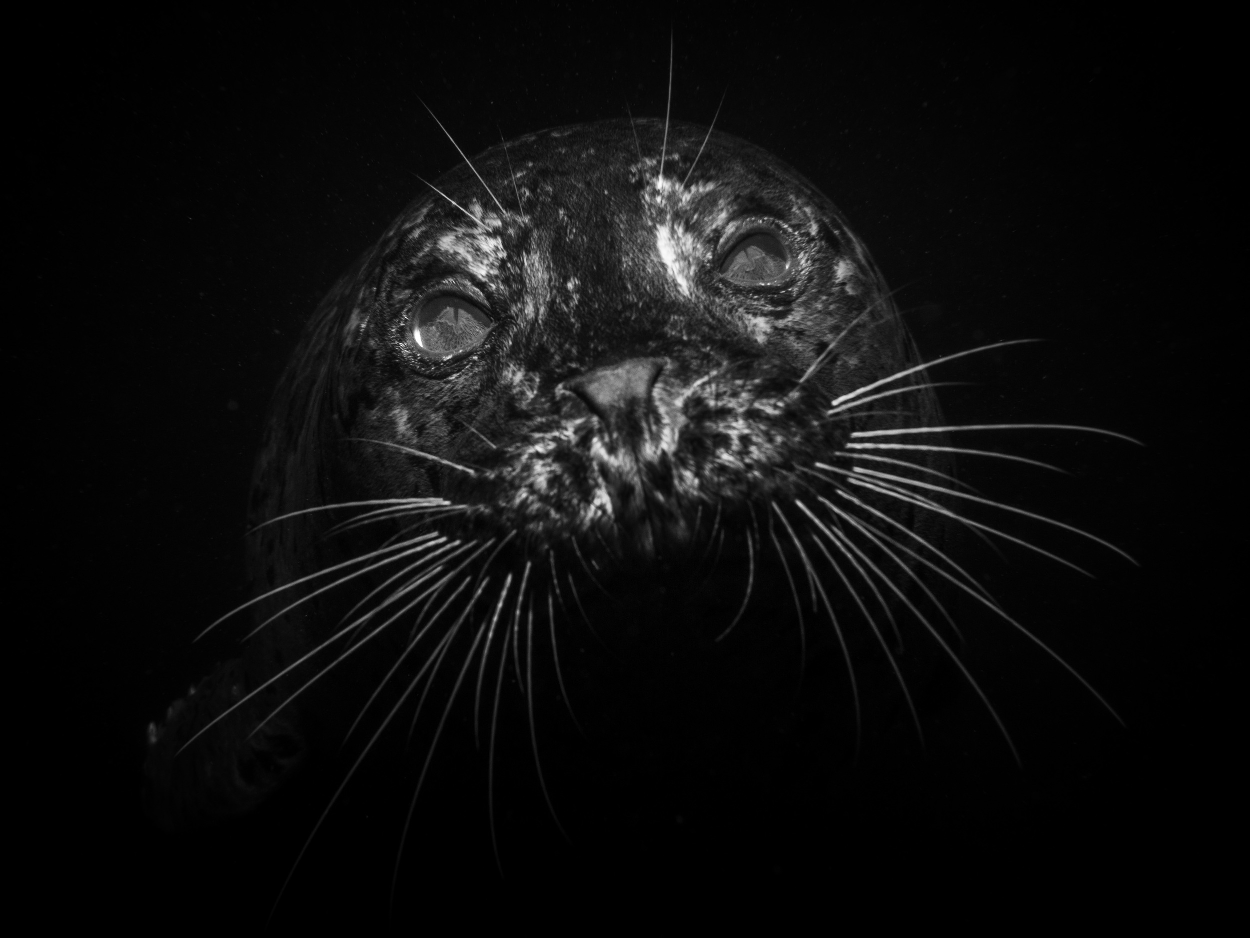 Harbor Seal