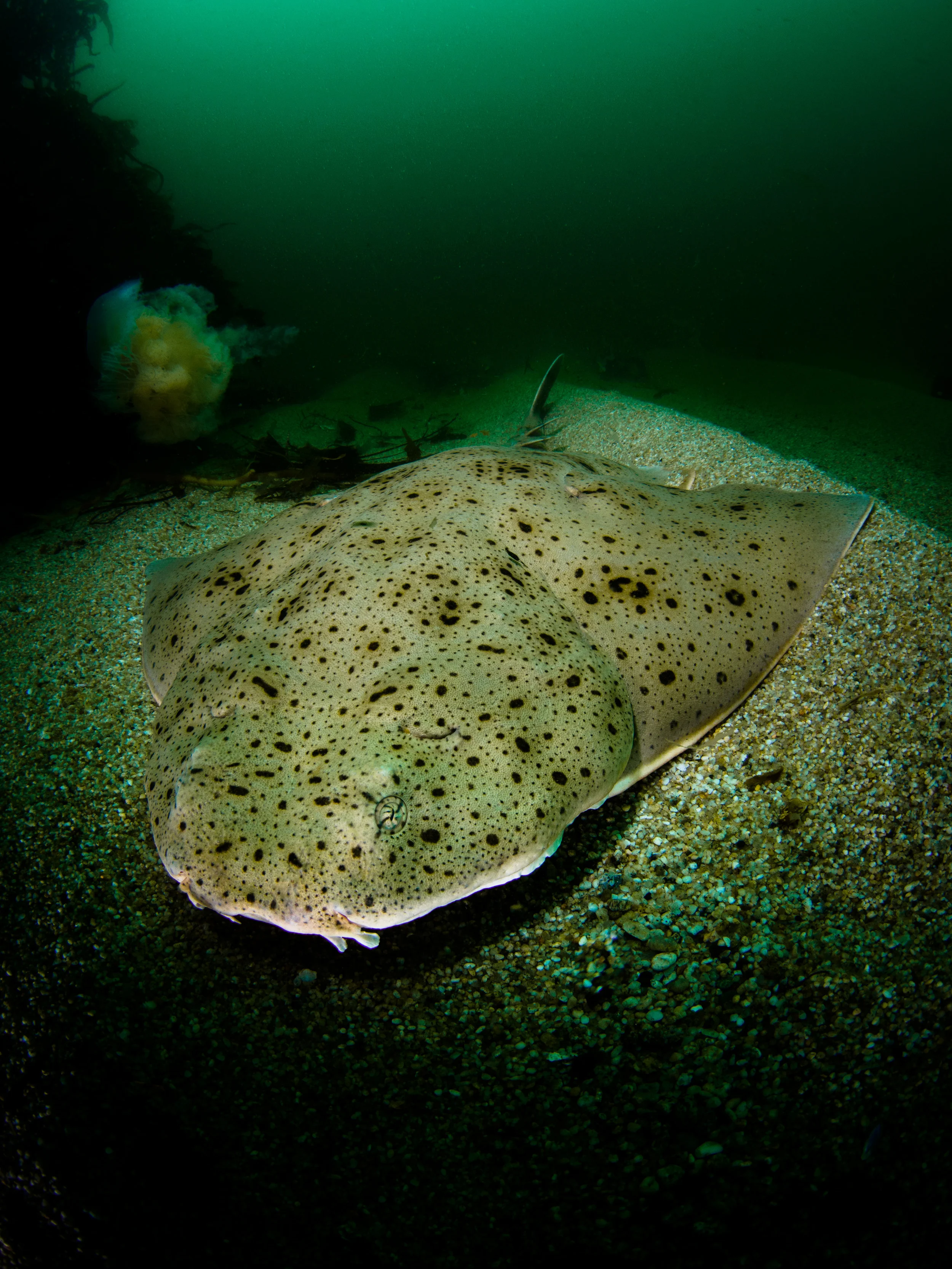 Pacific Angel Shark
