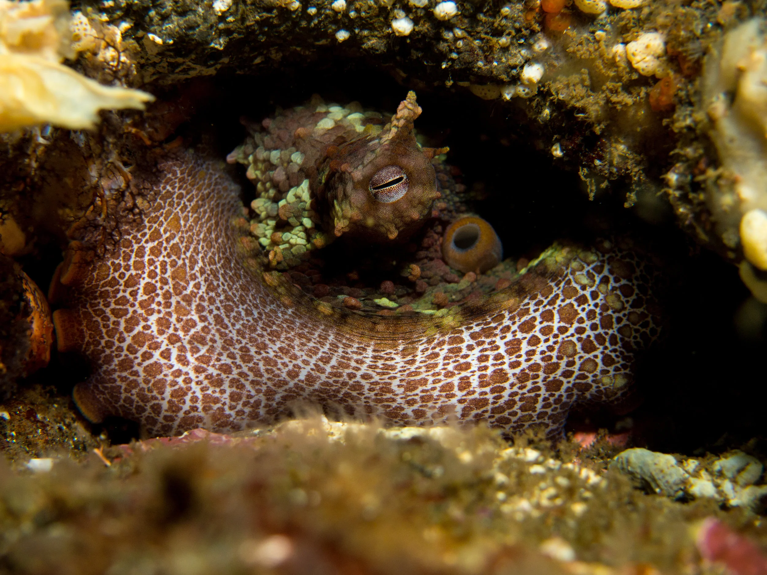 Two-Spot Octopus