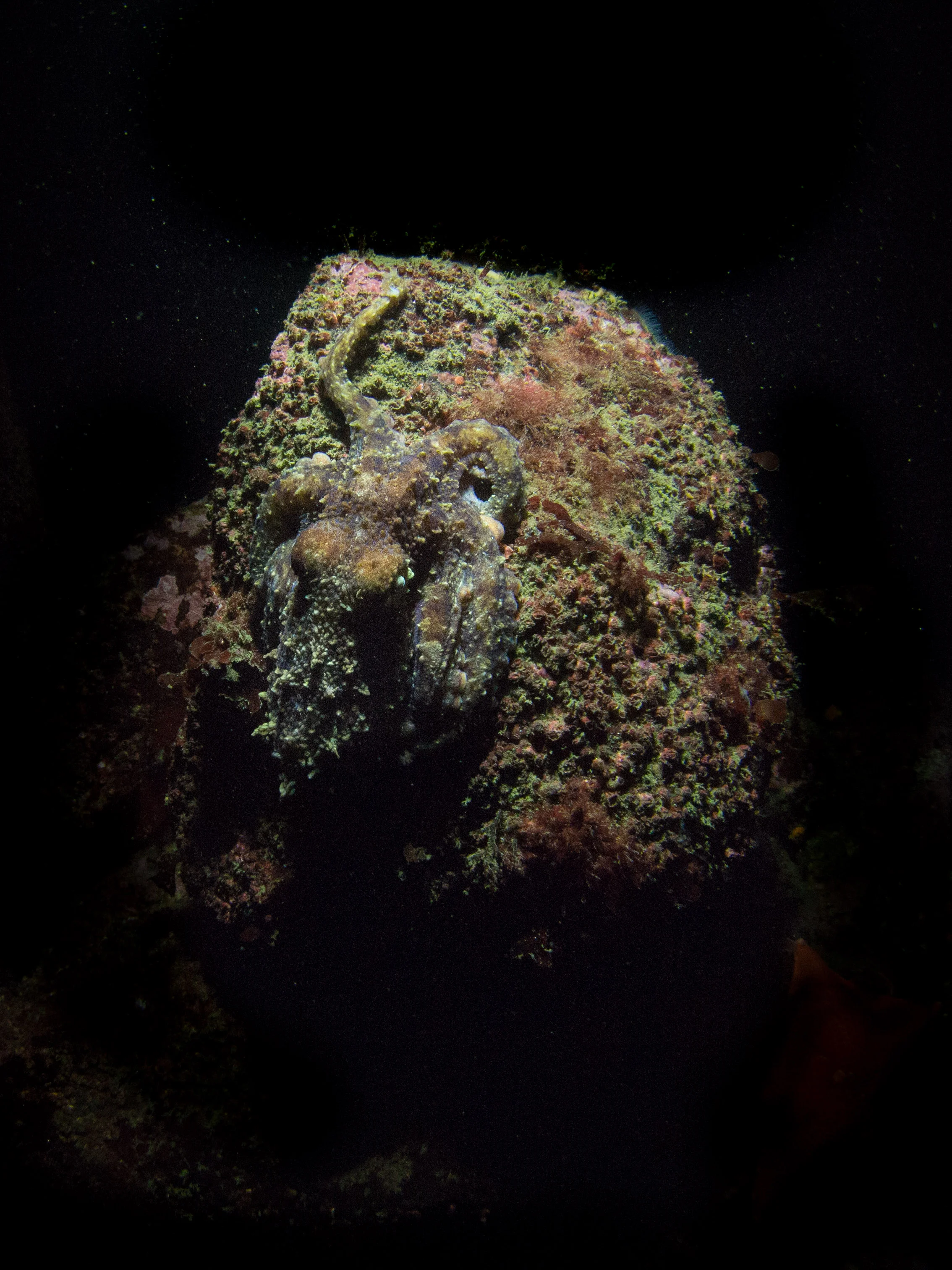 Red Octopus