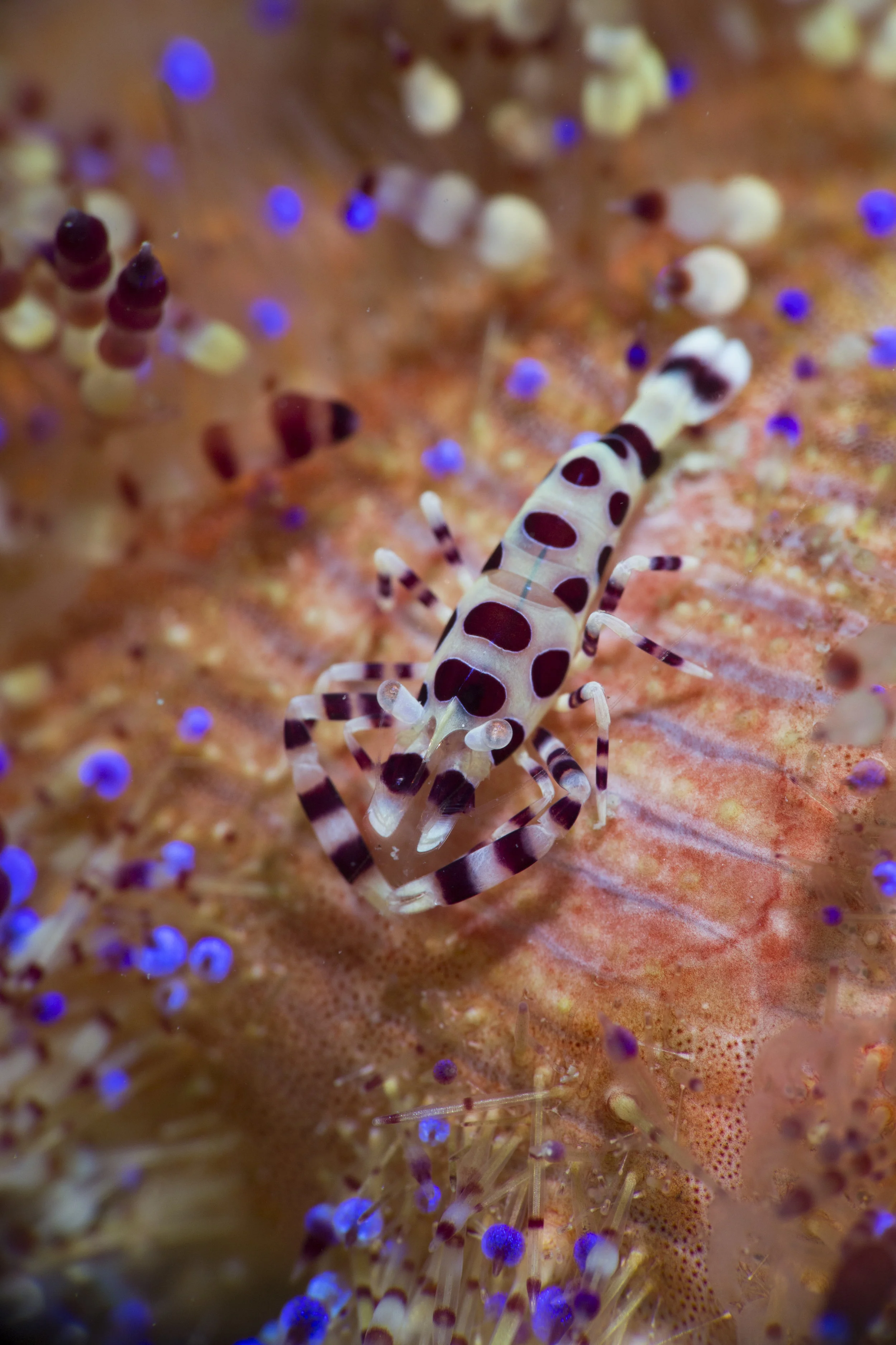 Coleman Shrimp on Fire Urchin