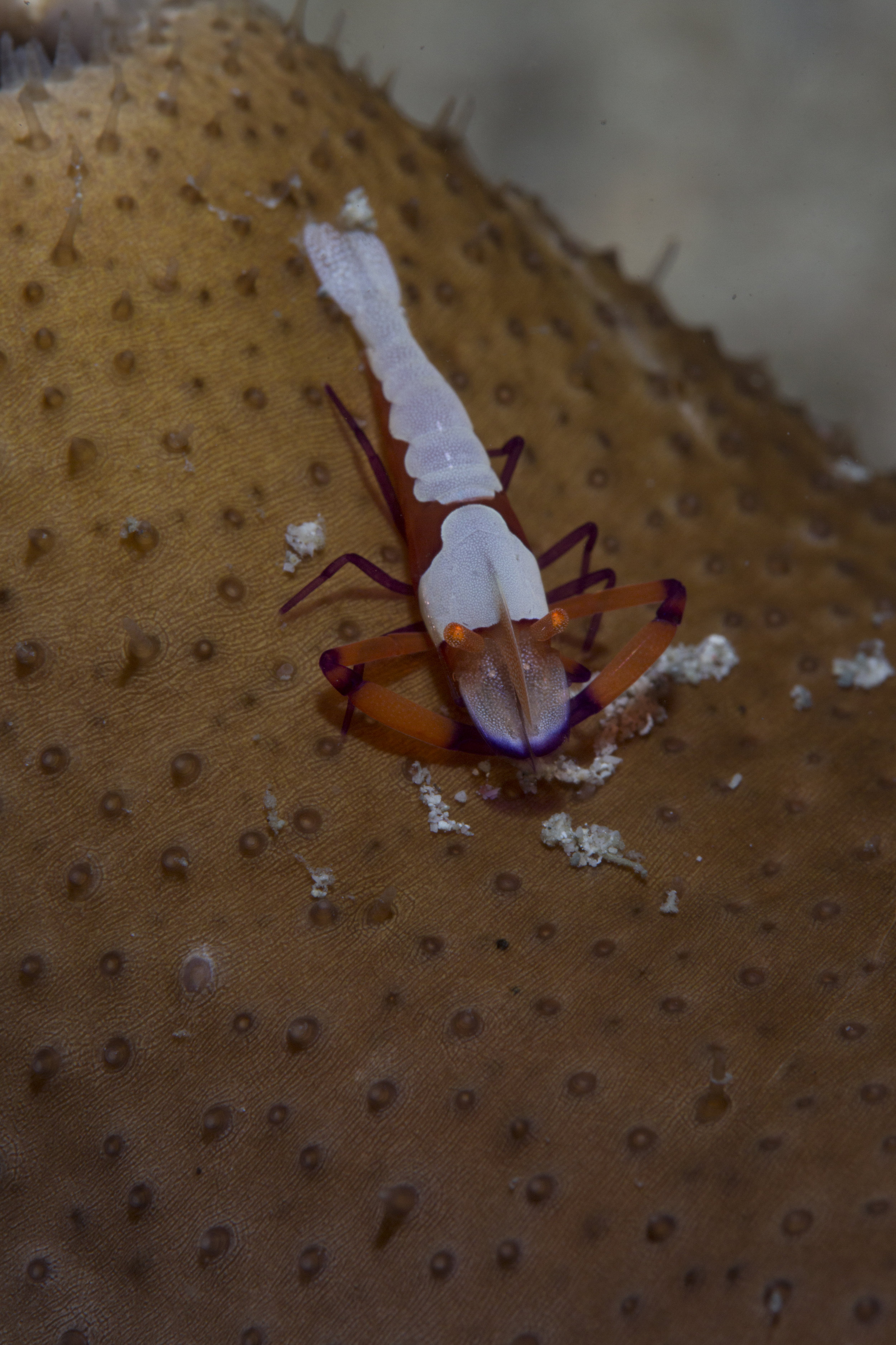Emperor Shrimp