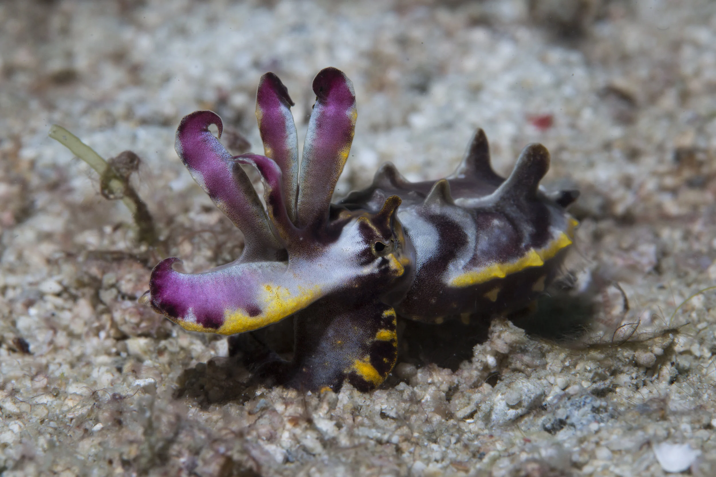 Flamboyant Cuttlefish