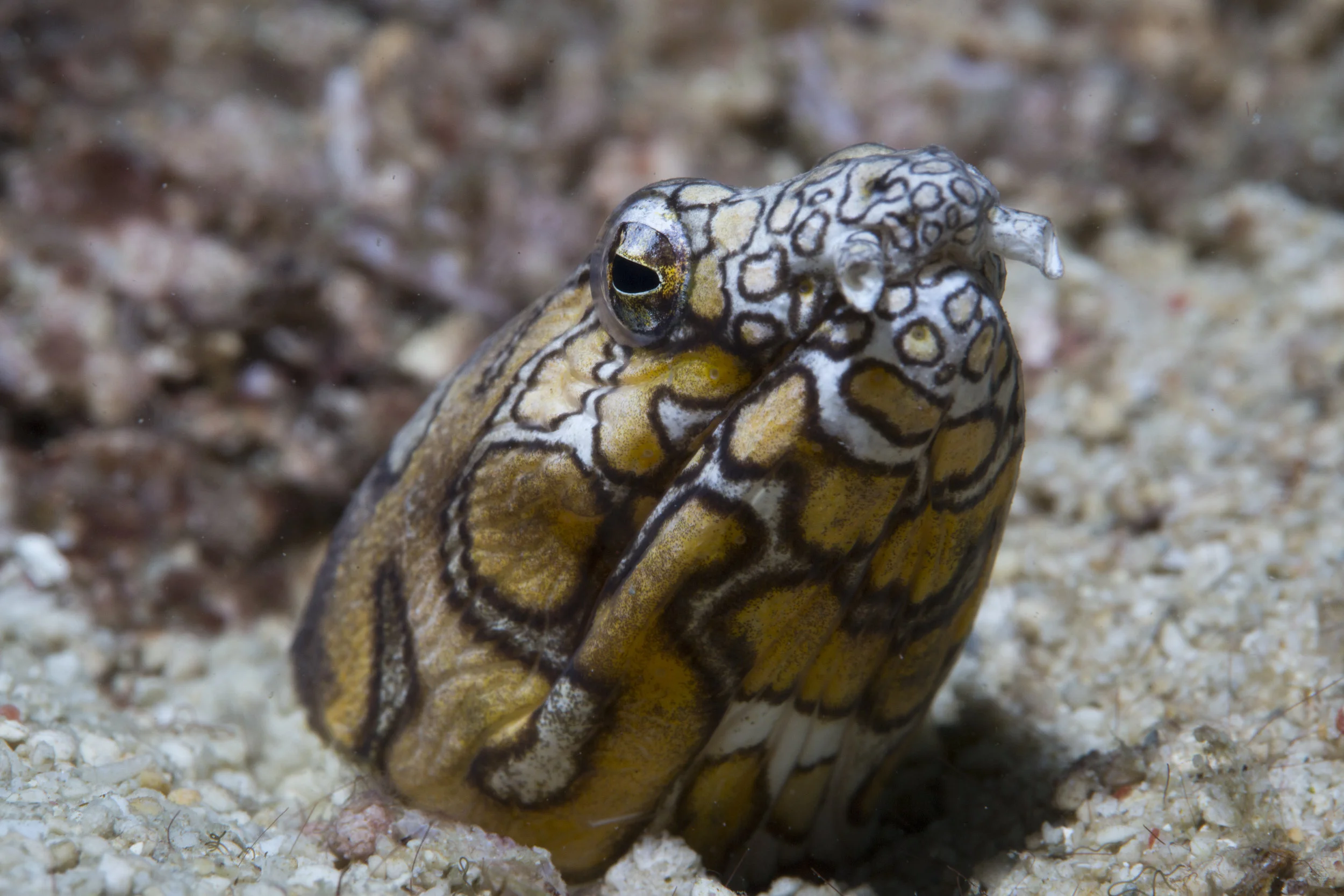 Napolen Snake Eel