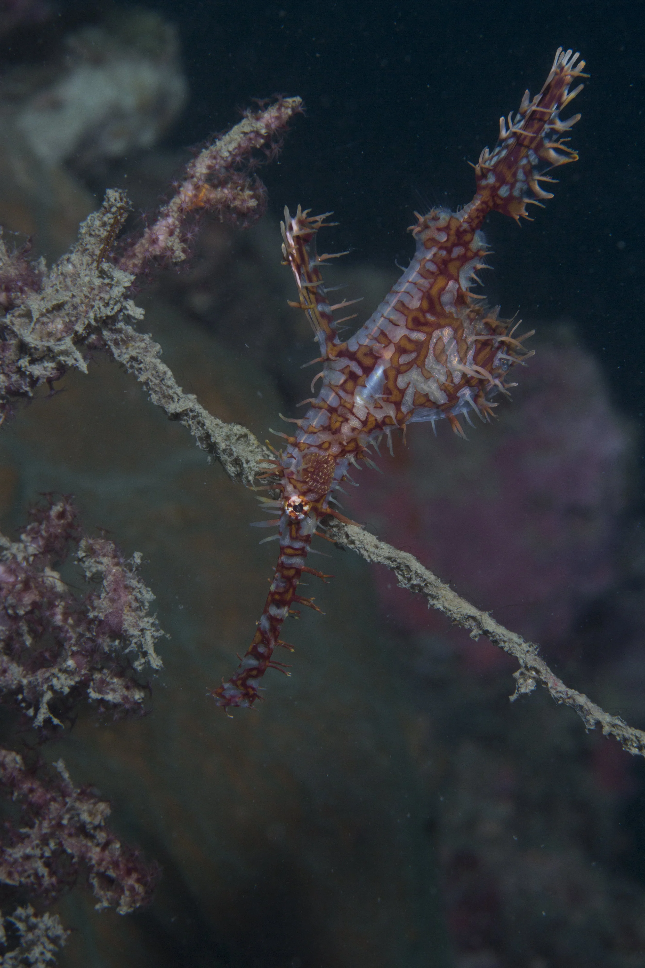 Harlequin Ghost Pipefish