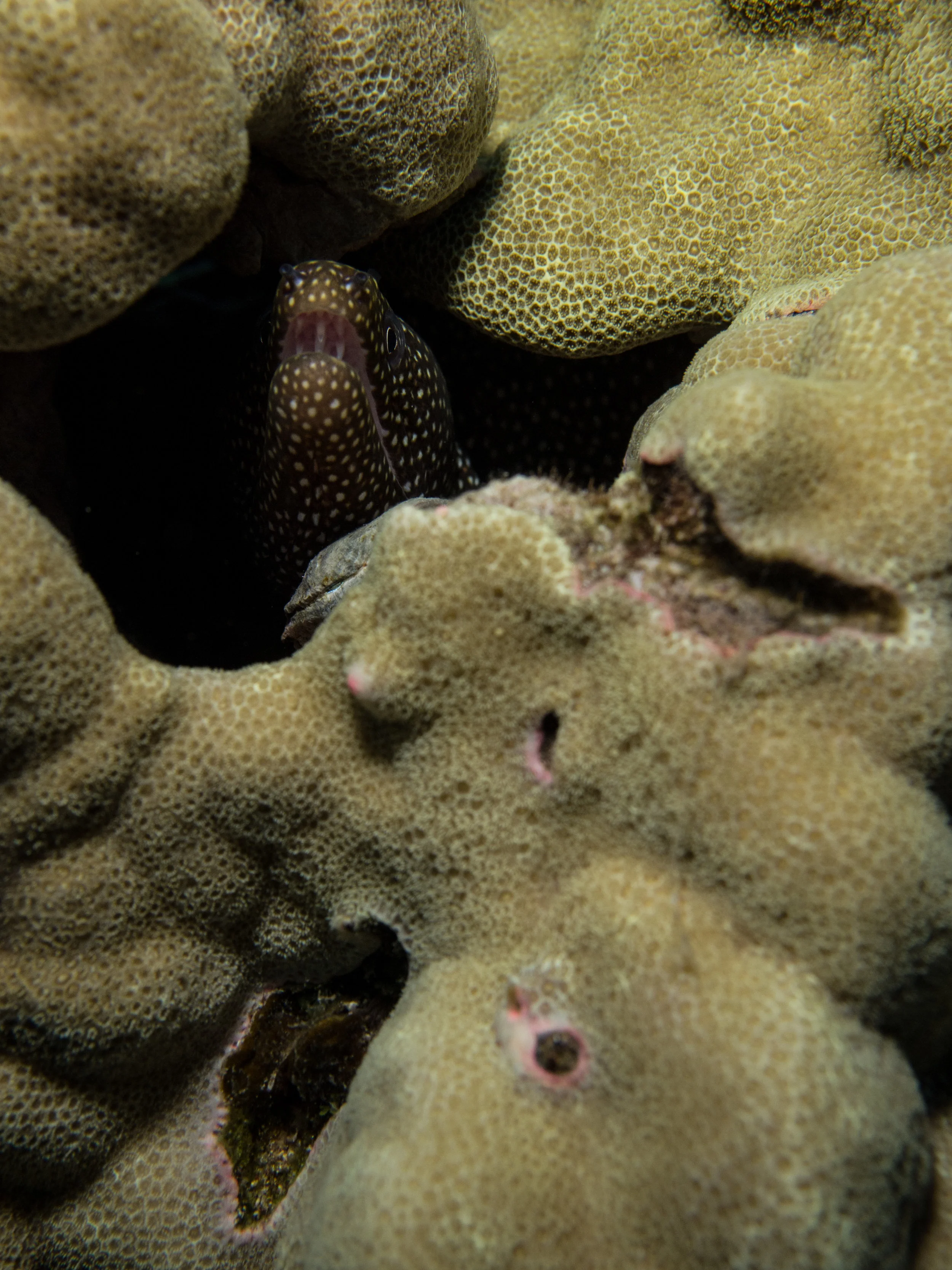 White Mouth Moray Eel