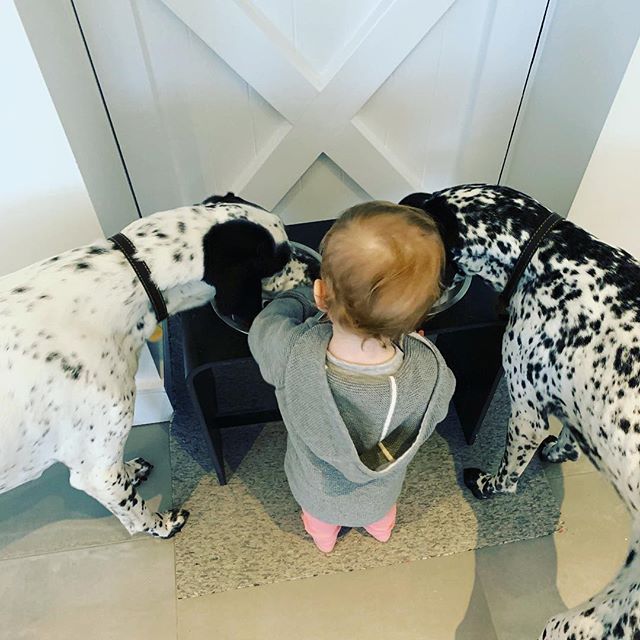 No fighting boys! #pointer #pointers #pointersofinstagram #dog #dogs #dogsofinstagram #dinner #food #hungry #ref #referee #daughter #girl #royalcanin