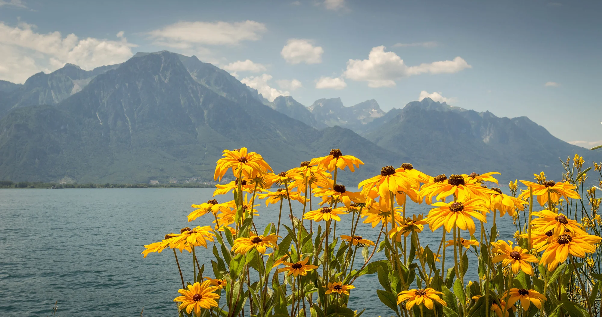 Florile din Elvetia si muntii din Franta.