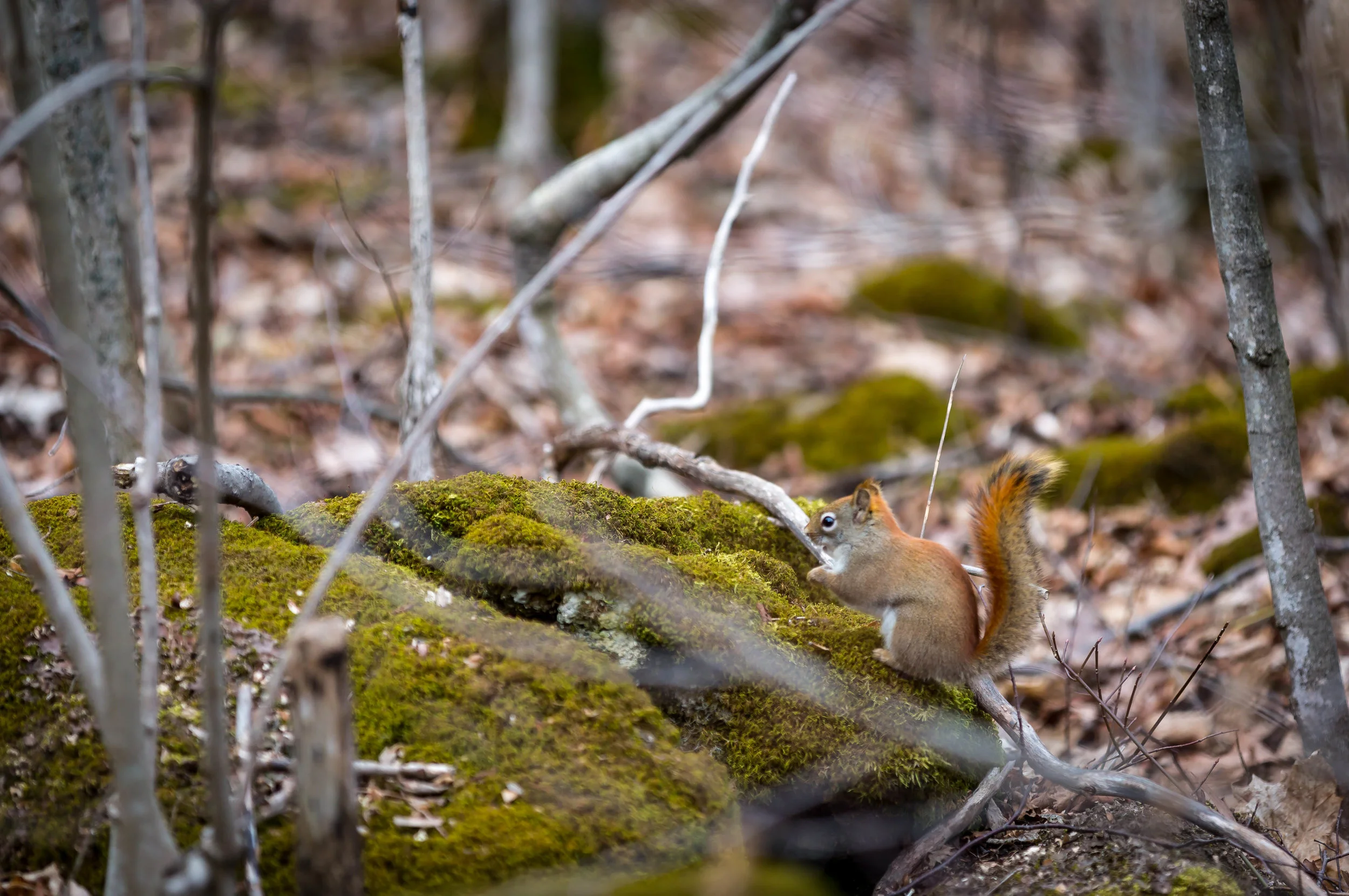 200mm 1/320sec f/2.8 ISO 200