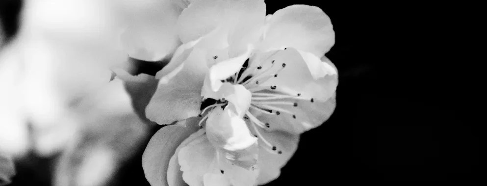 Flower (1).webp