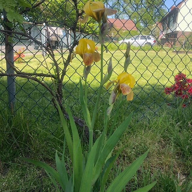 I understand now why my dad is always posting garden pics...look at my babies!! 🥰

Also, today I&rsquo;m trying to figure out what kind of owl lives near my house and wakes me up early in the morning....I&rsquo;ve already listened to 20 min of owl s