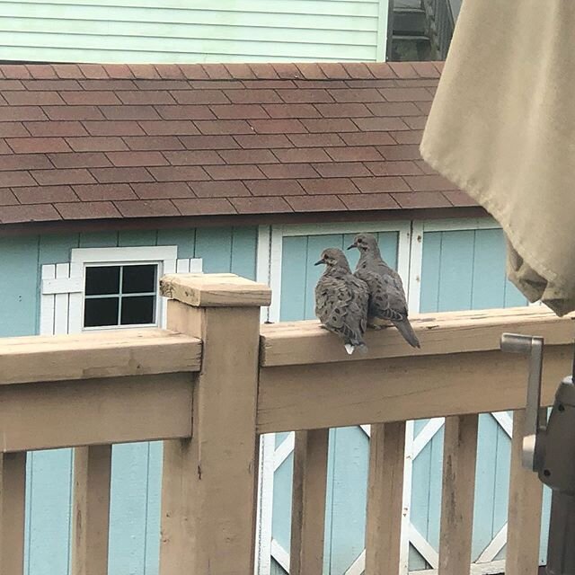 Our mourning dove couple...have been following their love story for the last few weeks. I stan.