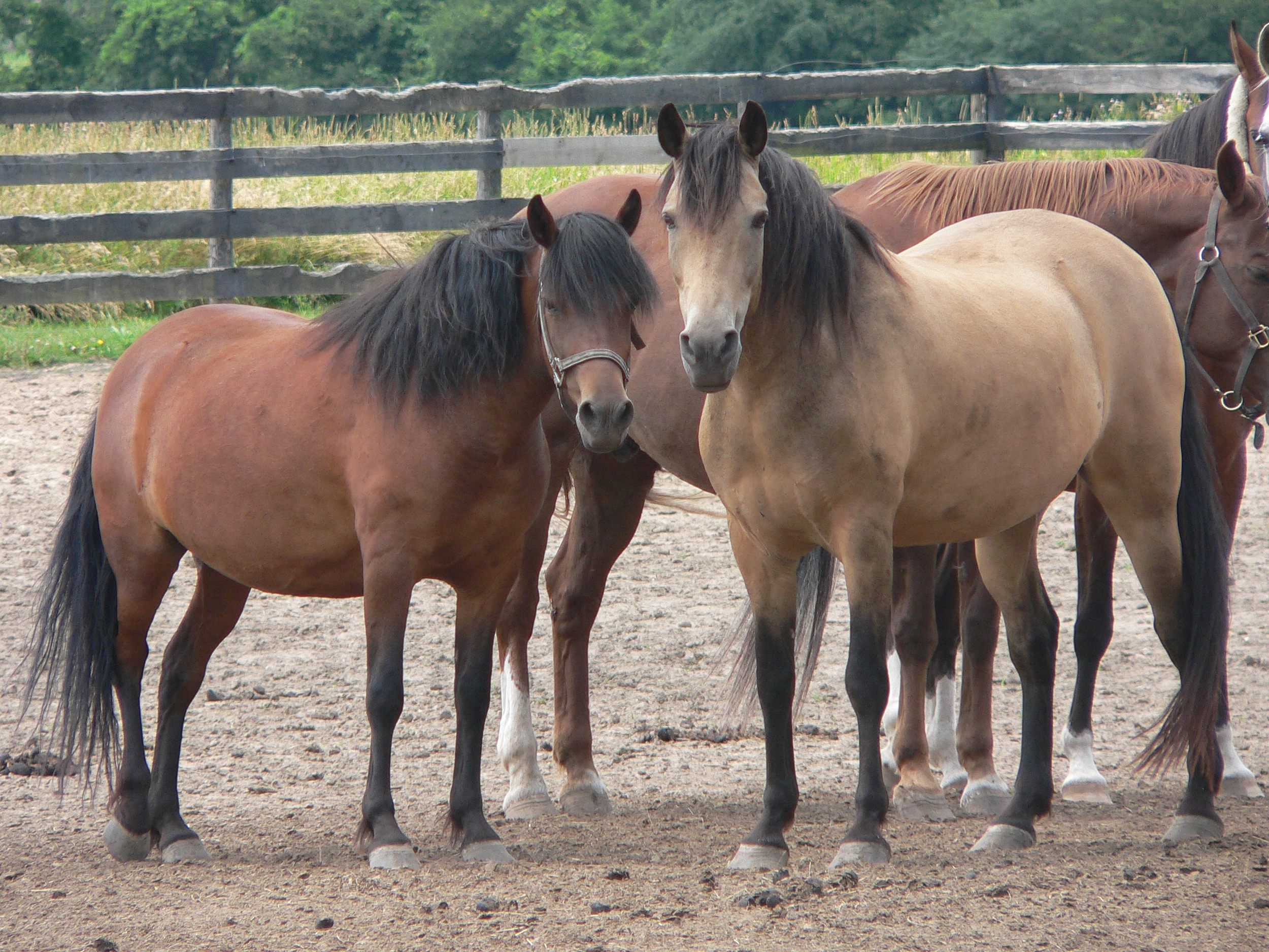 deMarco and horses.JPG