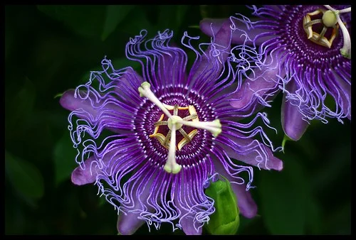 Desde España: 4 remedios naturales para bajar la velocidad