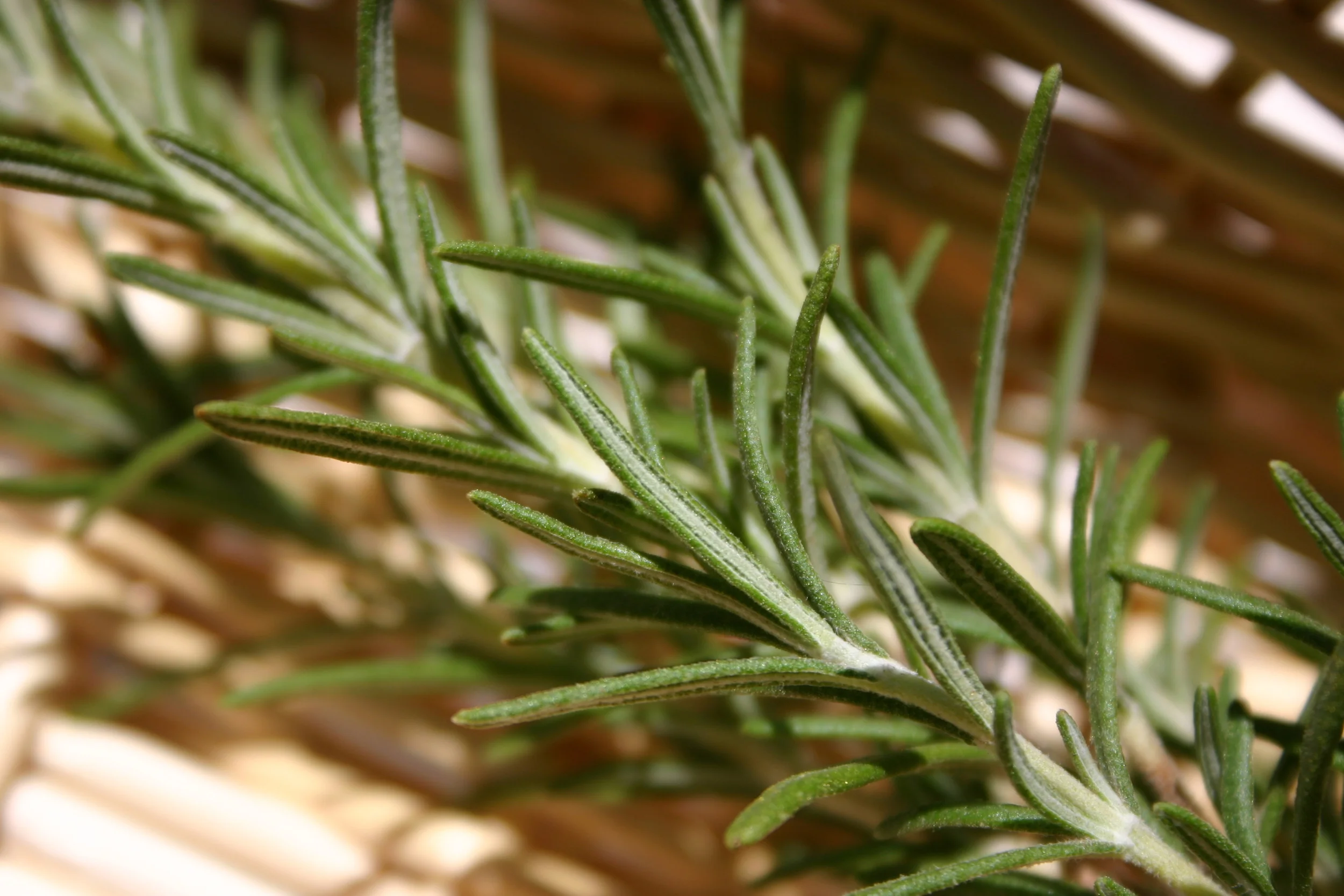 Fall Rescue: Herbal Remedies to Thrive During Autumn